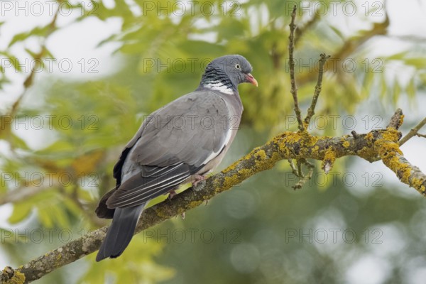 Wood pigeon standing on branch looking right