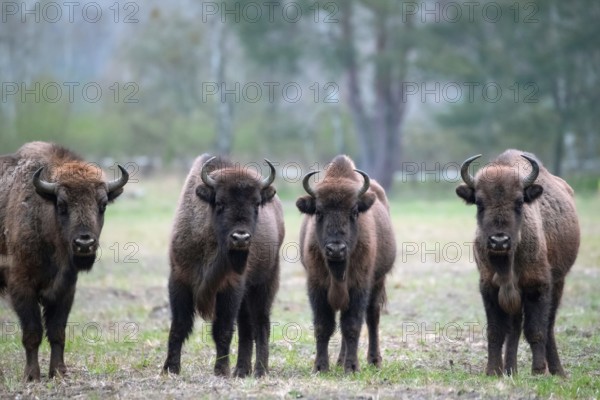 European bison (Bos bonasus), bison group in a meadow, Döberitzer Heide nature reserve, Brandenburg, Germany, Europe