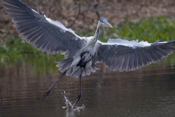 Cocoirei heron (Ardea cocoi), flying, in flight, Pantanal, inland, wetland, UNESCO Biosphere Reserve, World Heritage Site, wetland biotope, Mato Grosso, Brazil, South America