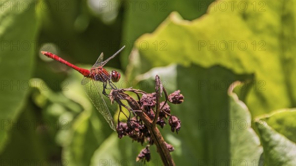 Ruddy Darter dragonfly (Sympetrum sanguineum)