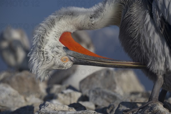 Plumage care for a Dalmatian pelican
