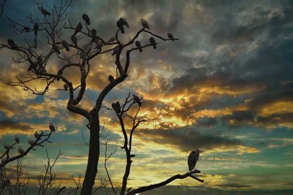 A tree with birds at sunset, surrounded by dark, dramatic clouds in the sky, grey heron (Ardea cinerea), Basel, Switzerland, Europe