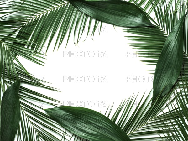 Palm leaves isolated on white background. Tropical leaves top view or flat lay. Tropical background, copy space in center for text or design. Tropical palm leaves, jungle leaf floral pattern background