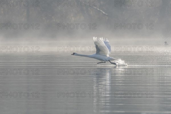Mute swan (Cygnus olor) on takeoff on the water of a lake, Bas-Rhin, Alsace, Grand Est, France, Europe
