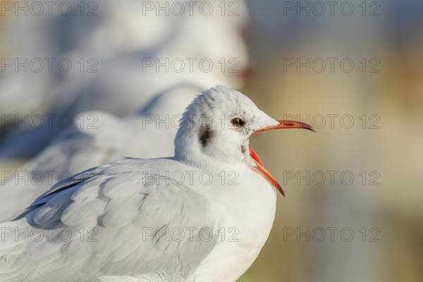 Black-headed Gull (Chroicocephalus ridibundus) portrait in winter. Bas-Rhin, Alsace, Grand Est, France, Europe