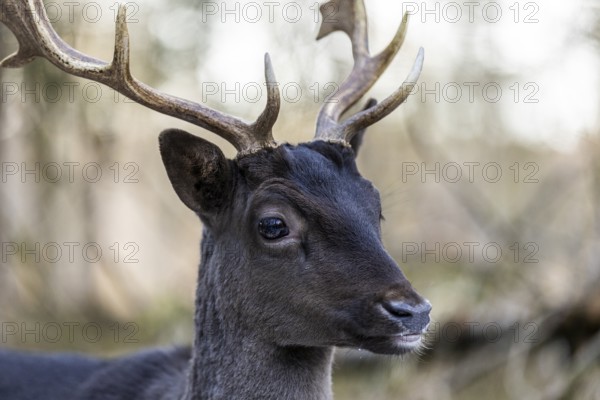 Fallow deer (Dama dama), portrait, male, captive, Landsberg am Lech Wildlife Park, Upper Bavaria, Bavaria, Germany, Europe
