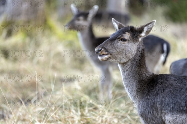 Fallow deer, female fallow deer (Dama dama), Landsberg am Lech Wildlife Park, Upper Bavaria, Bavaria, Germany, Europe
