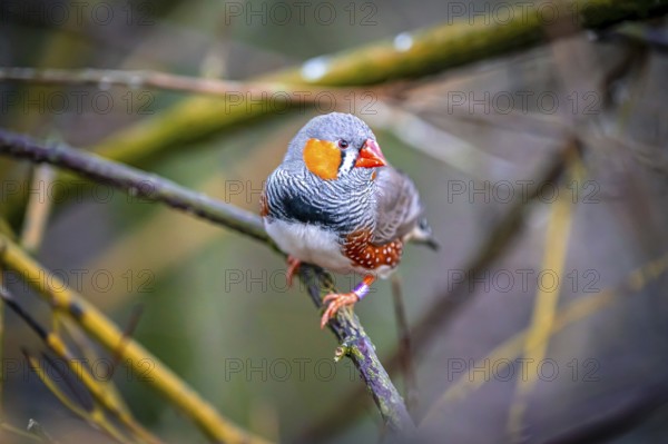 A zebra finch (Taeniopygia) sits on a branch and looks into the camera in the middle of nature, Eisenberg, Thuringia, Germany, Europe