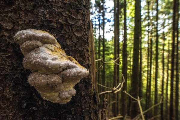 A scenic polypore after rain in an alpine forest, Germany, Europe