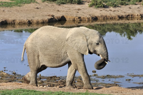 A female African Elephant in the Addo Park, South Africa, Africa