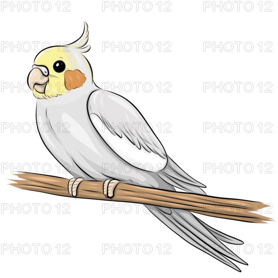 Cockatiel illustration