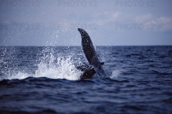Humpback whale fluke, Megaptera novaeangliae, Silverbanks, Caribbean Sea, Dominican Republic, Central America