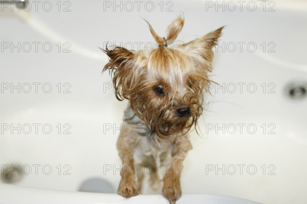 A small dog standing in a bathtub with wet fur after being washed