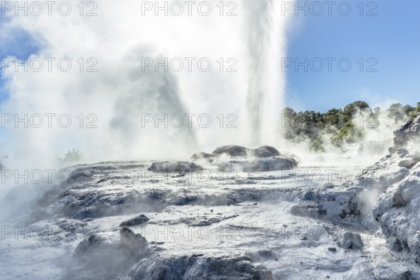 Pohutu Geyser in the Te Puia Thermal Park in the Whakarewarewa Valley on the North Island of New Zealand