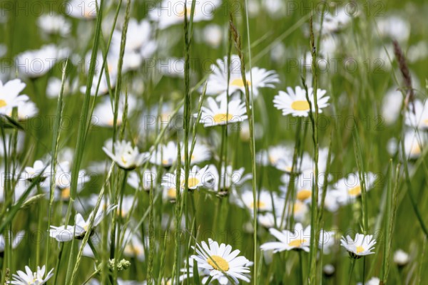 Meadow daisies with grasses