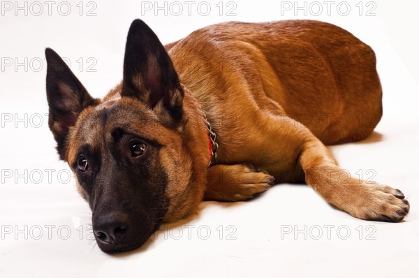 Malinois lying, in front of a white background