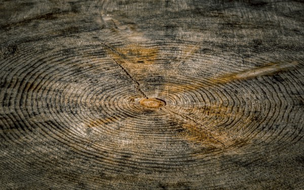 Wood background with a close up where you can see the details of a tree trunk, the rings and the cracks