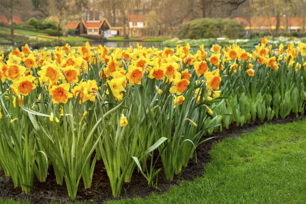 Daffodil flowers in Keukenhof gardens in The Netherlands