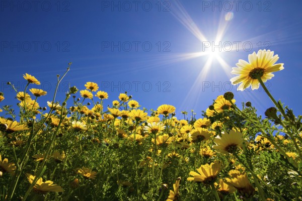 Yellow leucanthemum daisy meadow under a blue sky in full sunlight