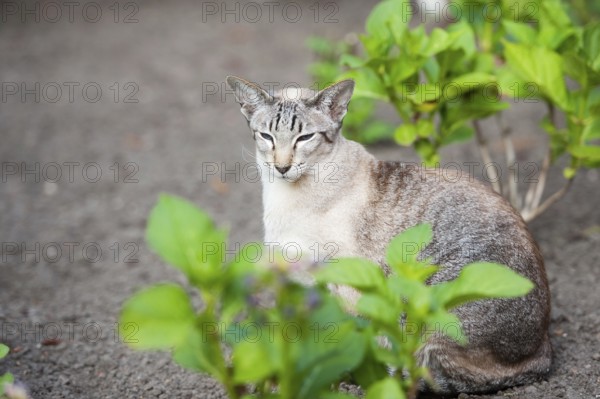 Seal tabby point siamese pure breed cat in the garden