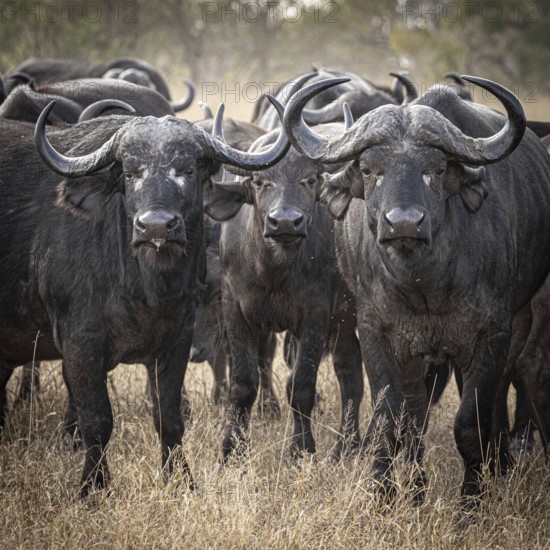 Three african buffalo (Syncerus caffer), portrait, Balule Plains, South Africa, Africa