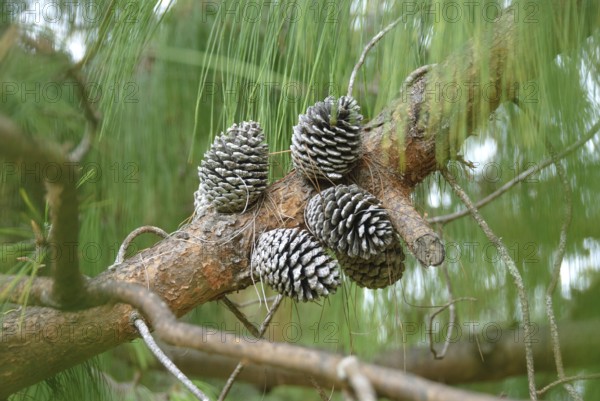 Jelote pine (Pinus patula)