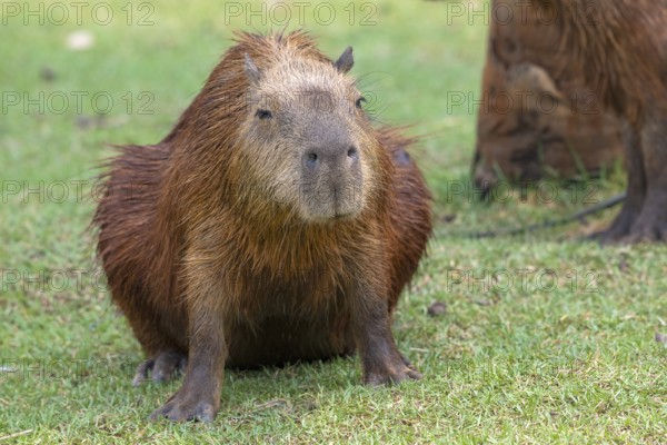 Capybara or capybara (Hydrochoerus hydrochaeris), frontal, pregnant, Pantanal, inland, wetland, UNESCO Biosphere Reserve, World Heritage Site, wetland biotope, Mato Grosso, Brazil, South America