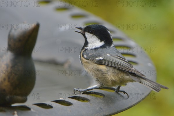 Coal Tit at the bird bath. Coal Tit, when feeding