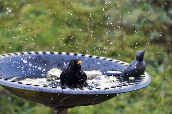 Male blackbird, Turdus merula, bathing, male blackbird, bathing, Common Blackbird cleaning