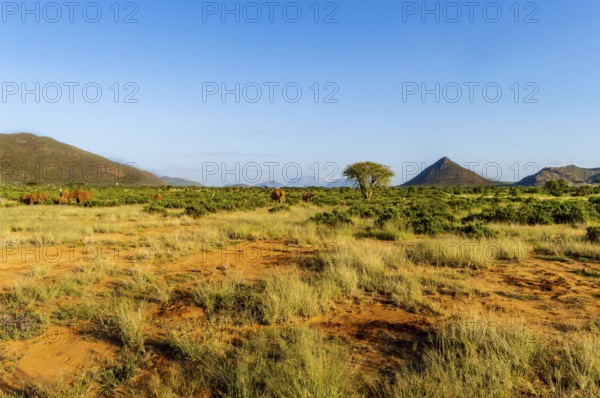 View of the savannah of Samburu Park in central Kenya with a flock of elephants in the background