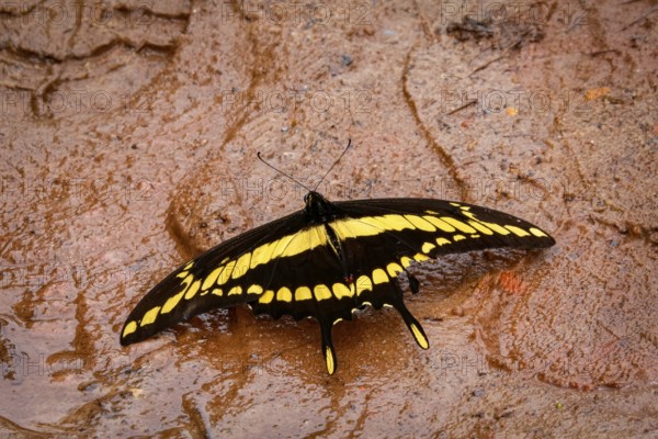 Close-up of a black and yellow brown Butterfly with spread wings on wet clay surface, Caraca natural park, Minas Gerais, Brazil, South America