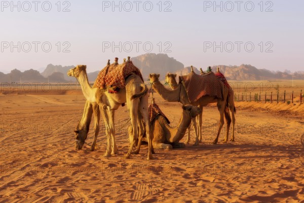 Jordan, camels caravan rests in majestic Wadi Rum desert, landscape with sandstone mountain rock at sunset, Asia