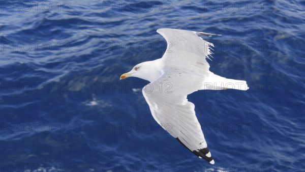 White seagull in flight over a deep blue sea