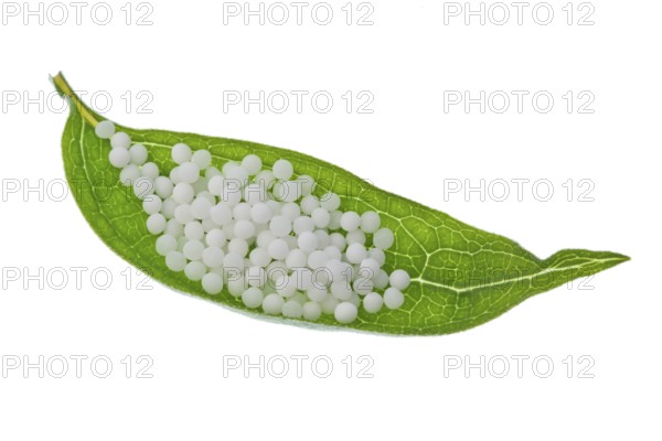 Globules for the treatment of diseases in gentle, alternative medicine. Tablets and medicines. Austria