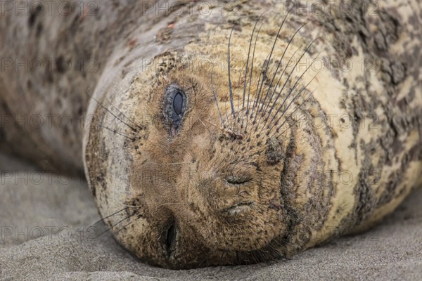 A northern elephant seal rests on a beach near Trinidad, California. Coloe Image
