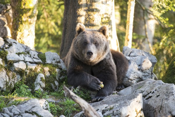 A brown bear lies between rocks in the front view