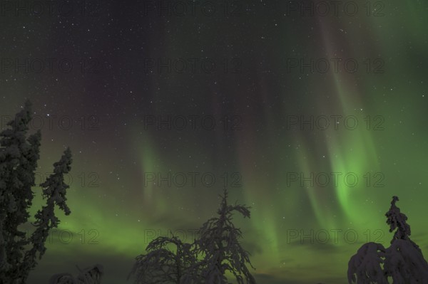 Northern Lights (Aurora borealis) over snow-covered trees, Gällivare, Norrbotten, Lapland, Sweden, November 2012, Europe
