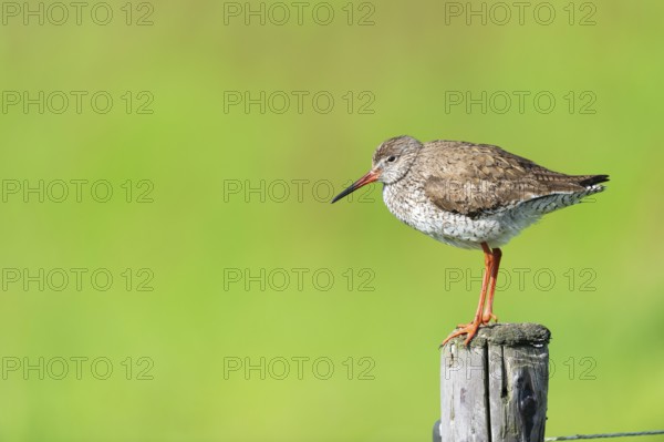 Black-tailed godwit in agriculture land at Dutch wadden island Terschelling