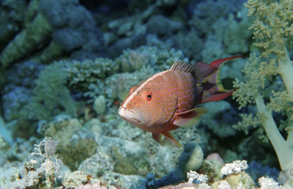 Crescent moon jewelled perch, Variola louti, Egypt, Zabargad, Zabarghad, Red Sea, Africa