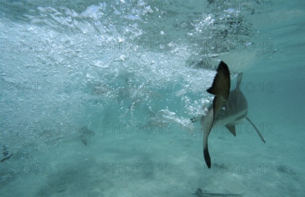 Blacktip reef sharks, feeding frenzy, Carcharhinus melanopterus, Malaysia, Pacific ocean, Borneo, Lankayan, Asia