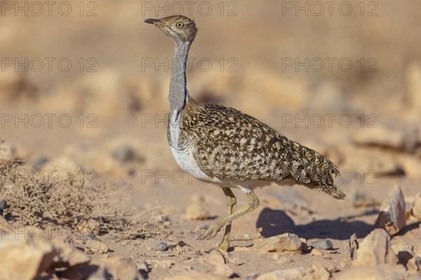 Sahara Houbara Bustard, (Chlamydotis undulata fuerteventurae, Europe, Spain, Canary Islands, Fuerteventura, Fuerteventura, Canary Islands Canary Islands, Spain, Europe