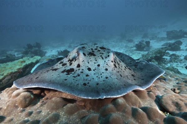 Black-spotted stingray, Taeniura meyeni, Indian Ocean, Maldives, Asia