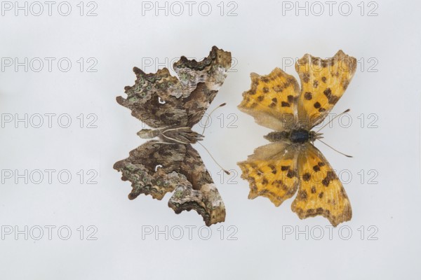 C-moth (Polygonia c-album)