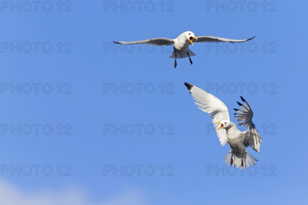 Kittiwake, (Rissa tridactyla), animals, birds, family of gulls, dispute between two gulls, Varanger, Finnmark, Norway, Europe