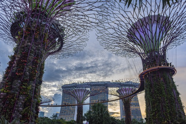 View of some of the Supertrees in the Garden by the Bay, Singapore, Republic of Singapore, Asia