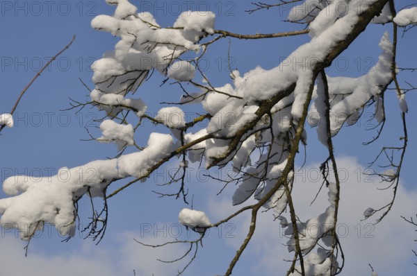 A branch covered in snow, Snow-covered branches against a clear blue sky creating a serene winter scene