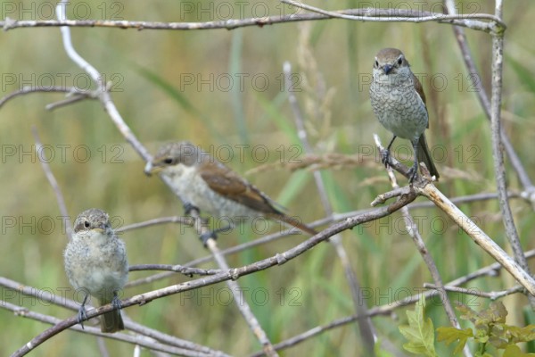 Red-backed shrike, Red-backed shrike, Lanius collurio, Red-backed shrike