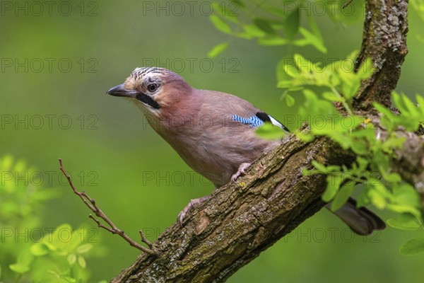 Jay, European Jay, Jay, eurasian jay (Garrulus glandarius), Geai des chênes, Arrendajo Común, Arrendajo, on perch, summer, Ormoz area, Ormoz, Podravska, Slovenia, Europe