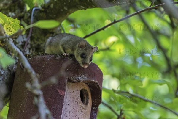 Dormouse (Glis glis), animals, mammals, dormice, nocturnal, rodents, sits on nesting box, Baden-Württemberg, Federal Republic of Germany