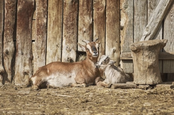 She-goat with Kid near the Wooden Wall of Barn Varna, Bulgaria, Europe
